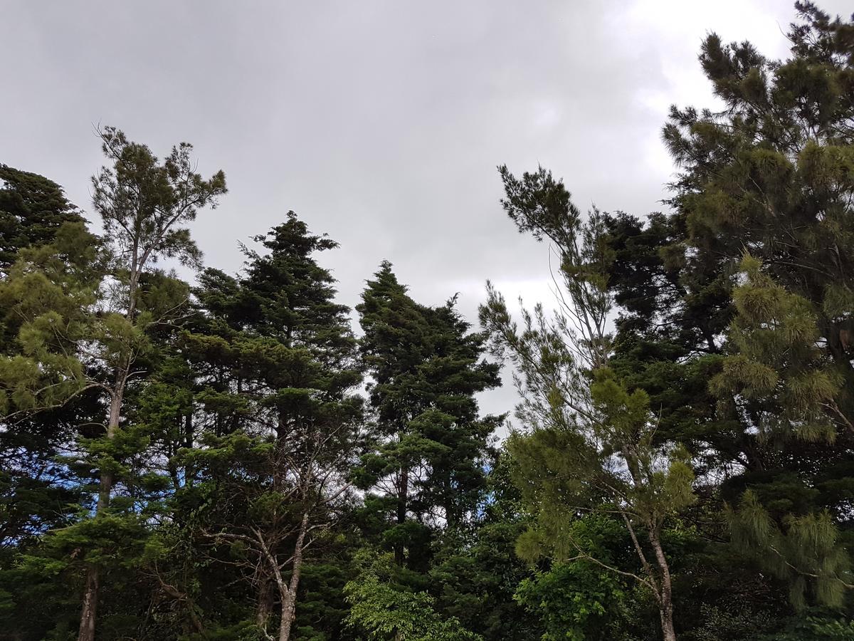 Greemount Hotel Monteverde Ngoại thất bức ảnh