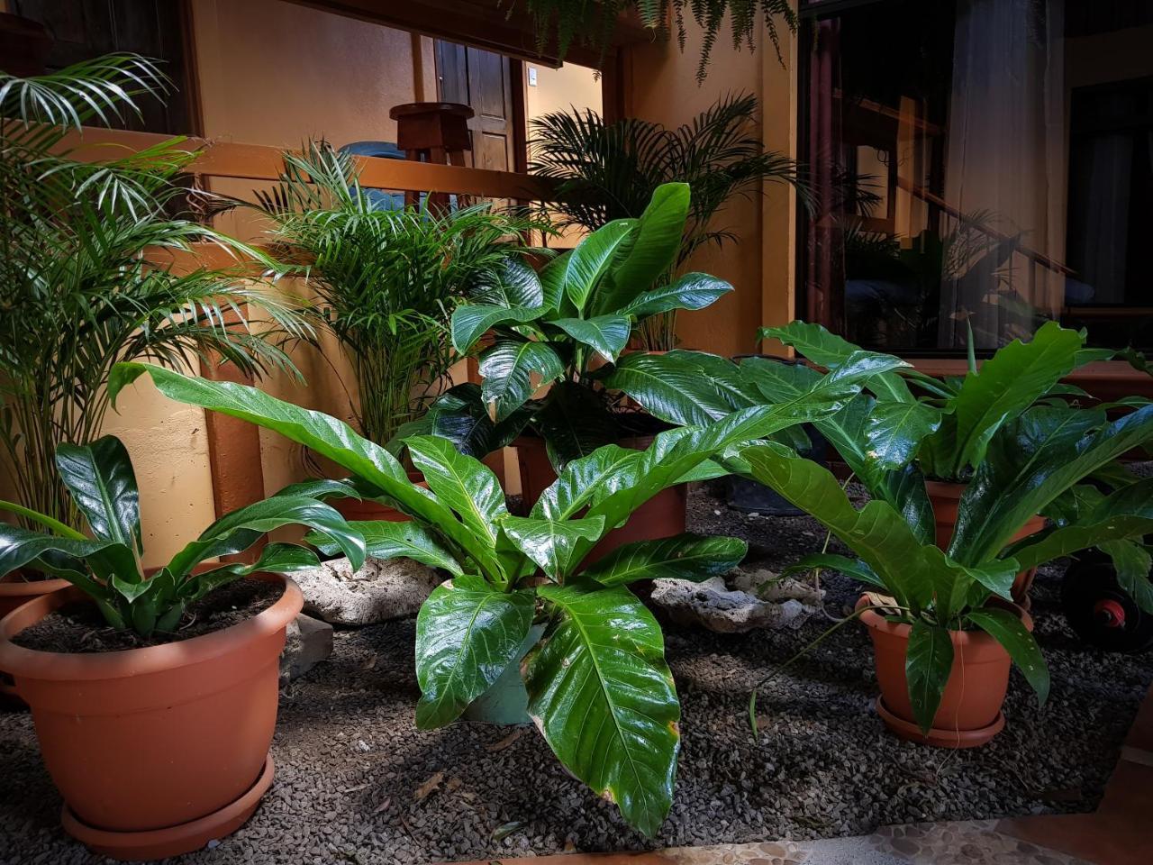 Greemount Hotel Monteverde Ngoại thất bức ảnh